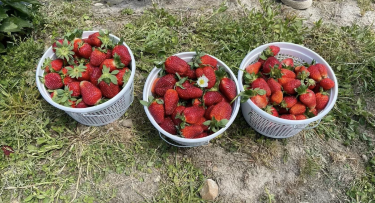 Buckets+full+after+finding+fresh+strawberries+on+a+spring+day%2C+at+DJs+berry+patch.